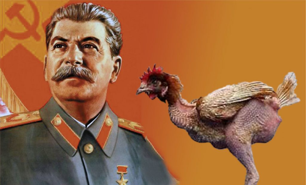 Stalin y la gallina desplumada.